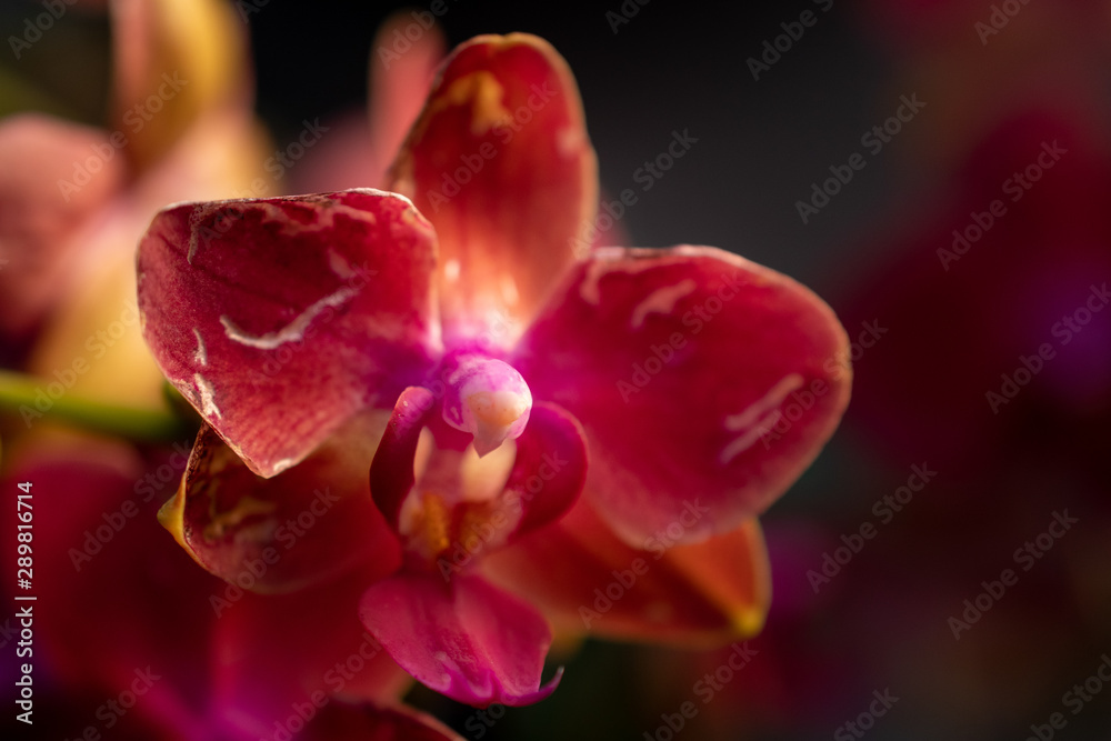 Orchideen Zauber Orchideen Zauber