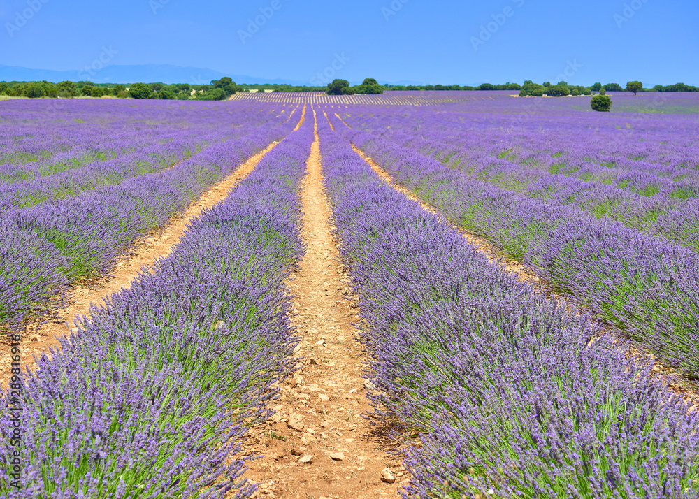 Fototapeta premium Colorful landscape view of the lavender cultivation rows fields during the july lavender festival near the medieval town of Brihuega, Guadalajara, Alcarria, Castilla la Mancha, Spain.