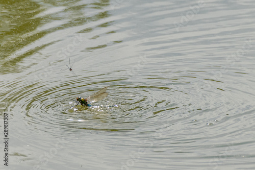  Adult dragonfly strugging in water (being eaten by a fish) as smaller ones look on