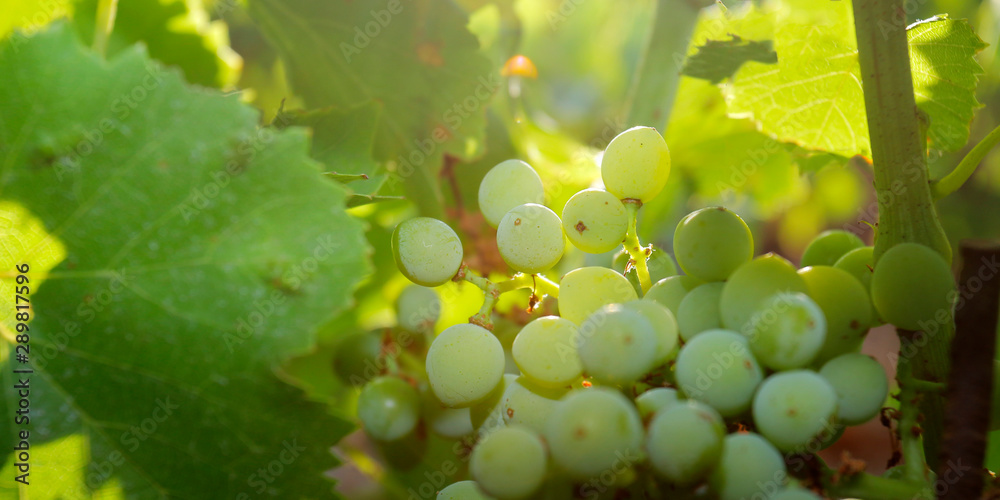 cluster of green grapes on a vine cluster of green grapes on a vine