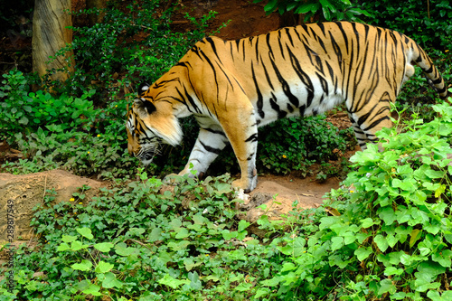 Tiger are king in the wild and beautiful in nature.