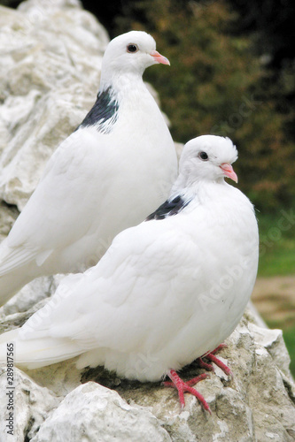 Pigeons close up in summer in the Park. Two snow-white doves sitting on the rocks.