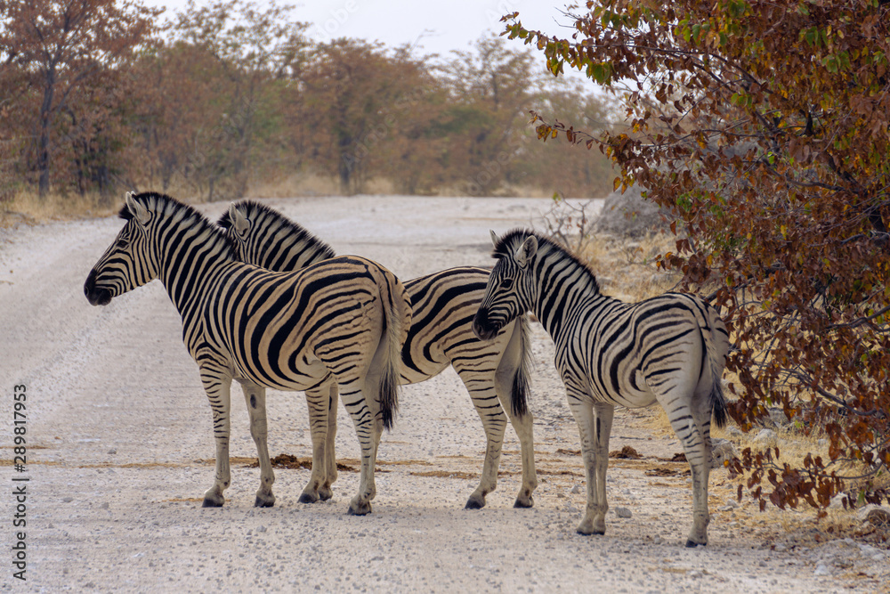 Obraz premium Disappearing Act zebras crossing road