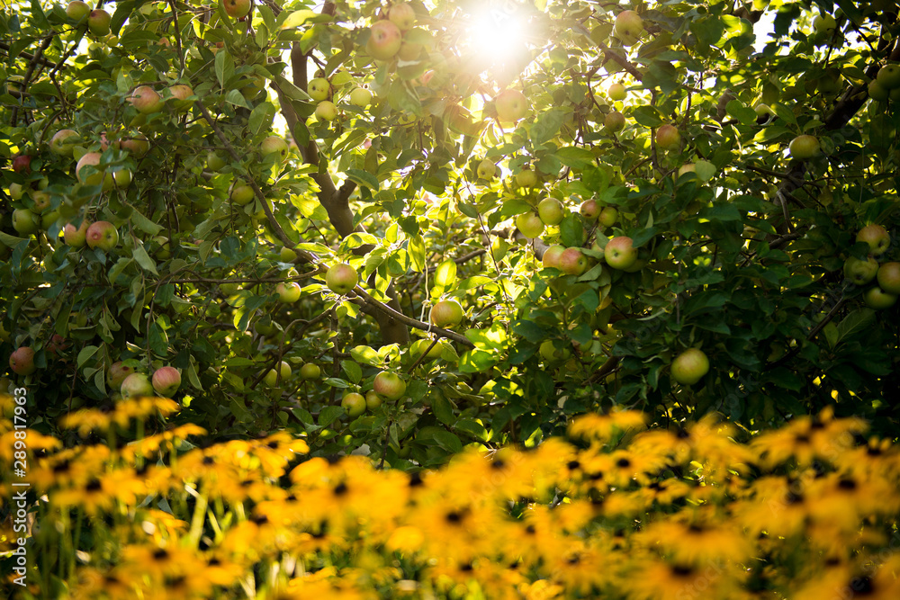 Fototapeta premium Apple orchard. Autumn garden background. Autumn Harvest