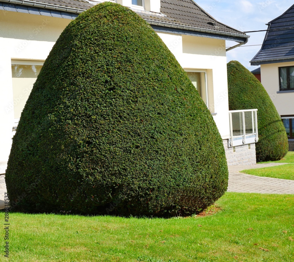 Großer Buchsbaum in einem Buxus sempervirens Stock Photo