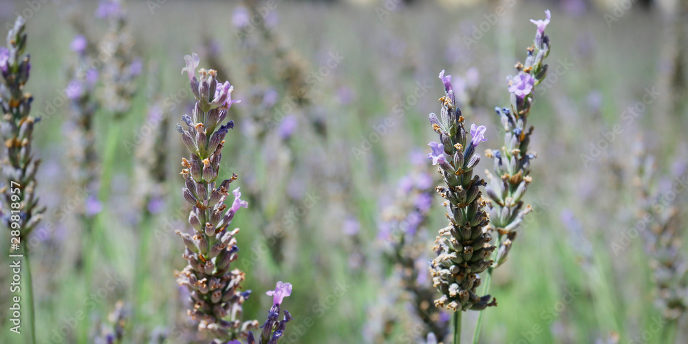 close up of lavender flower in provence -south of france - close up of lavender flower in provence -south of france -