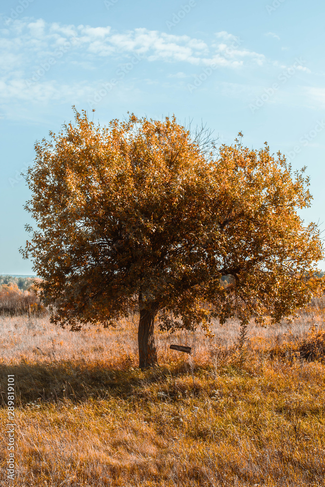 tree in autumn tree in autumn