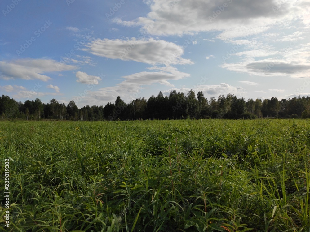 green field and blue sky green field and blue sky