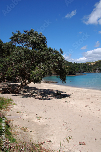 Aotearoa Summers