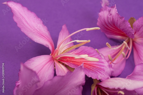 Fototapeta Naklejka Na Ścianę i Meble -  purple flowers on a purple background