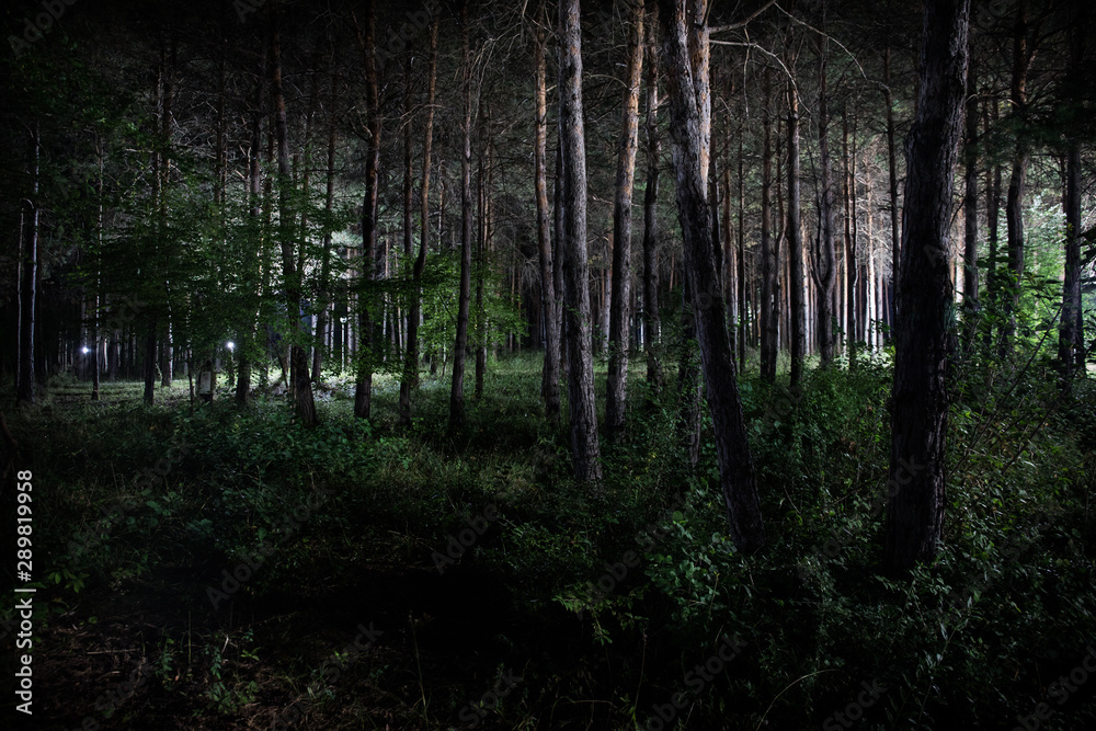 Fototapeta premium magical lights sparkling in mysterious forest at night. Pine forest with strange light