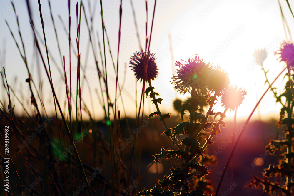 grass and prickly plant backlit by sun in sunrise with lens flare