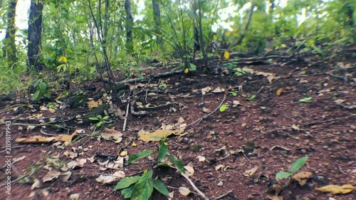 Lateritic soil, forests, and nature photo