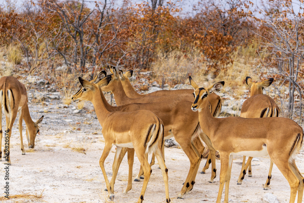 Springbok herd crossing a road in Etosha national park in Namibia Springbok herd crossing a road in Etosha national park in Namibia