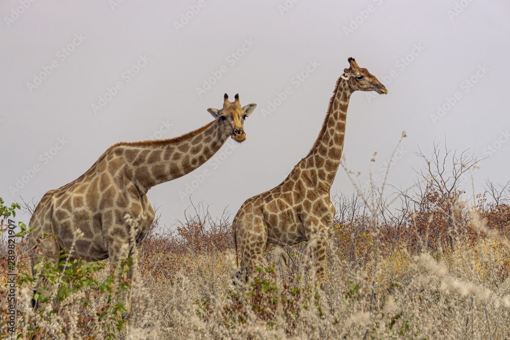 Obraz premium two giraffes etosha namibia safari wildlife