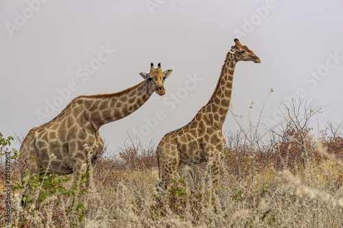 two giraffes etosha namibia safari wildlife