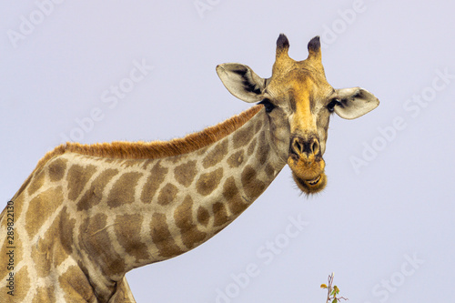 Fototapeta Naklejka Na Ścianę i Meble -  A sweet giraff is standing and looking.