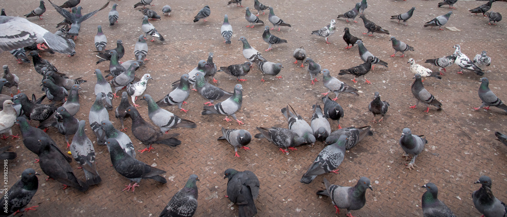 pigeons cause environmental problems. pigeons cause environmental problems.