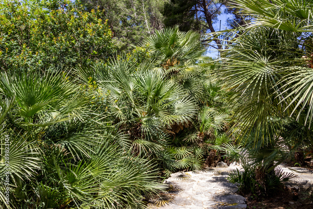 Vegetation, Palmen und Grünpflanzen auf der Halbinsel La Victoria, Mallorca Vegetation, Palmen und Grünpflanzen auf der Halbinsel La Victoria, Mallorca