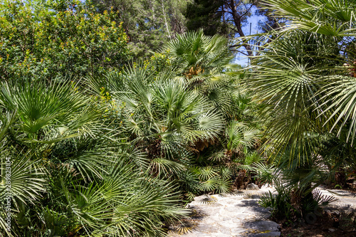 Vegetation  Palmen und Gr  npflanzen auf der Halbinsel La Victoria  Mallorca