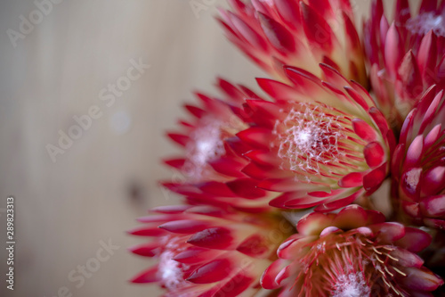 Pink Protea on wood background to the right