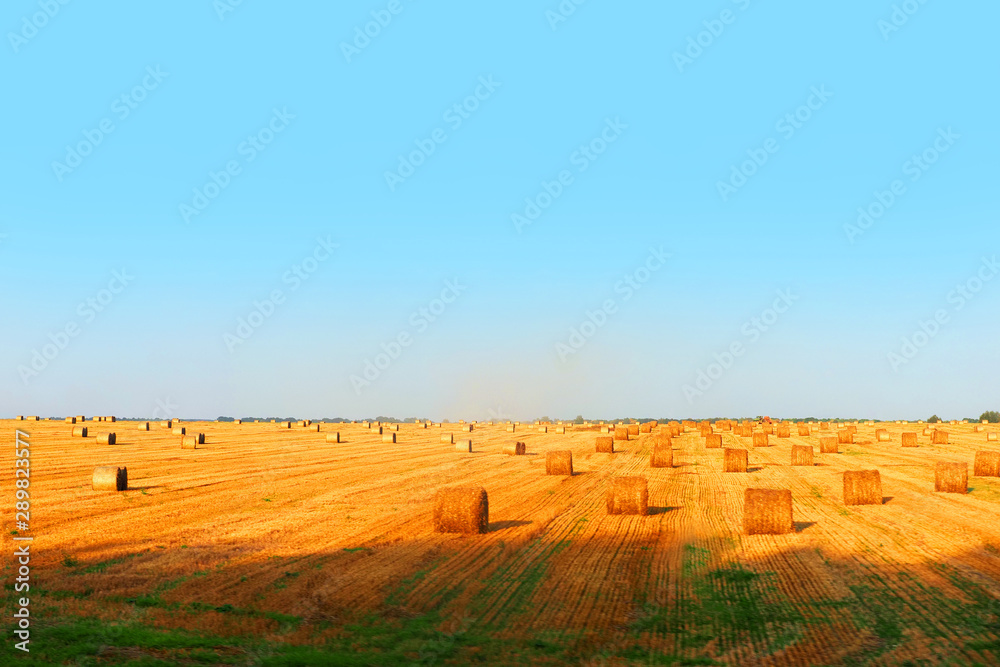 Agricultural field after harvest, blue sky. Bales of straw on the field