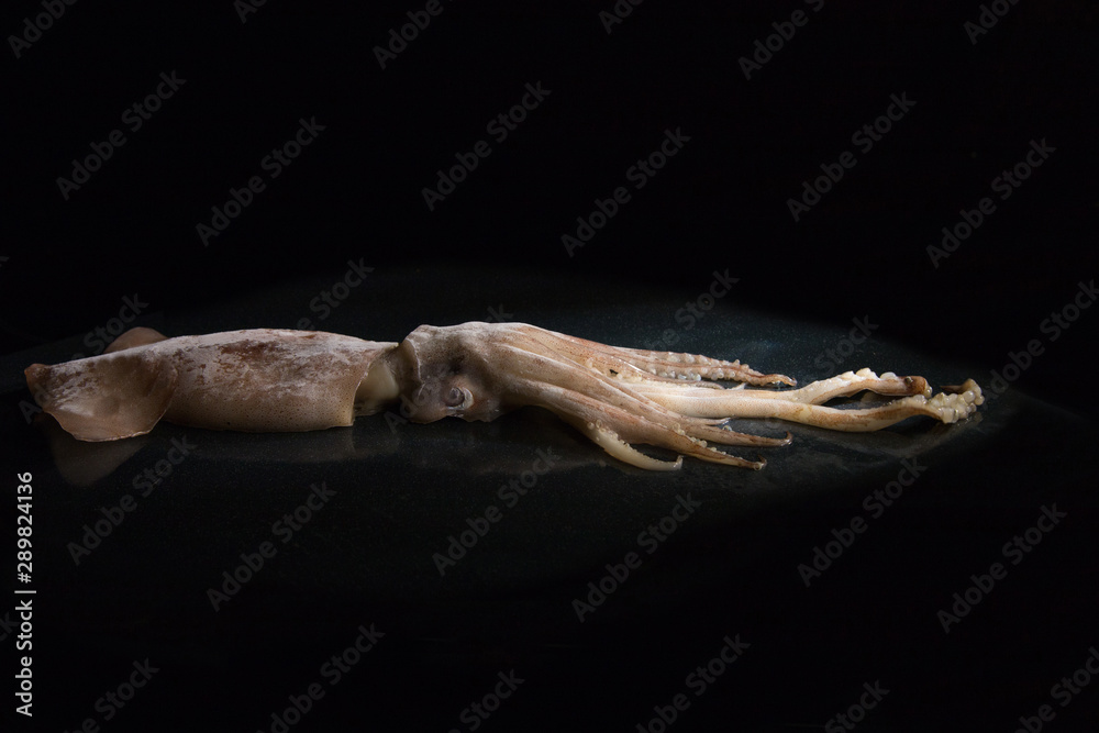 Big squid, calamary on a black background Big squid, calamary on a black background