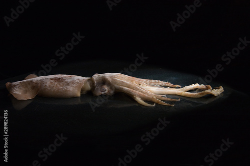 Big squid, calamary on a black background