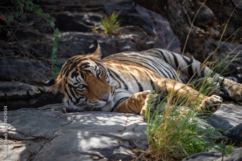 bengal tiger in nature habitat. Wildlife scene with danger animal. Head shot of tiger. Dry forest male tiger angry  Eyes and Expression resting on rocks  Panthera tigris at Ranthambore national park