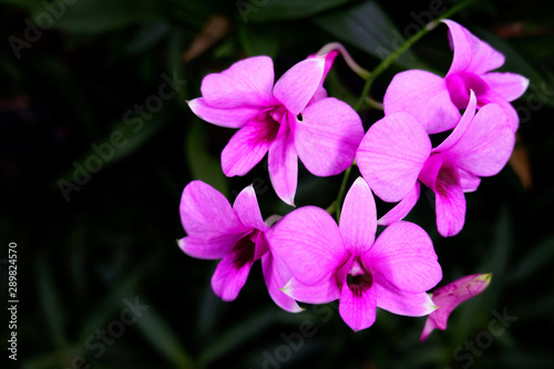 Pink Phalaenopsis or Moth dendrobium Orchid flower tropical garden on leaf green background. Soft focus with COPY SPACE.