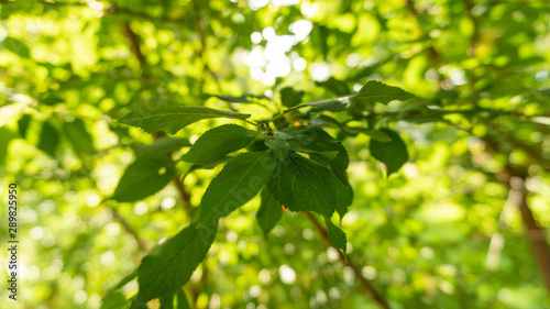 Green leaves of a bush