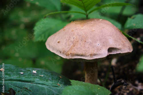 gray mushroom in the grass