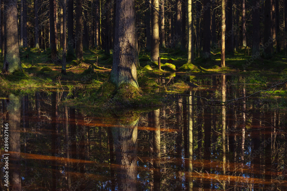 Obraz premium the sun's rays fall on spruce growing in moss in a swamp