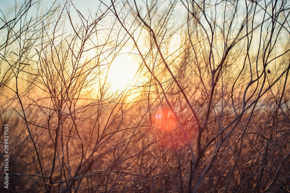 nature nature