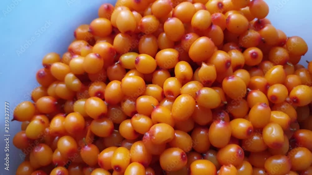 Sea buckthorn berries. Fresh berries of sea buckthorn. Sea buckthorn berries. Fresh berries of sea buckthorn.