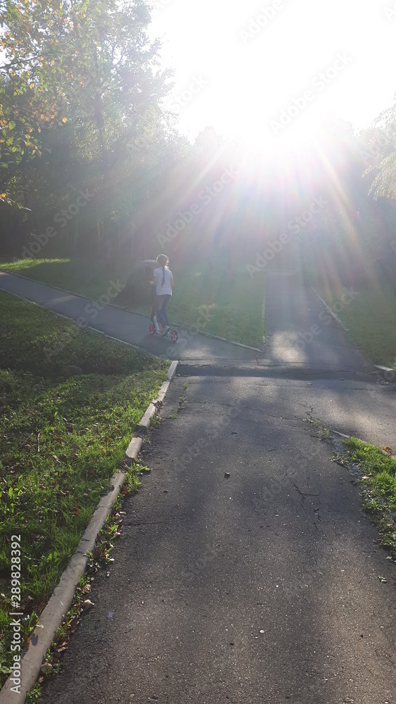 Obraz premium road in the forest