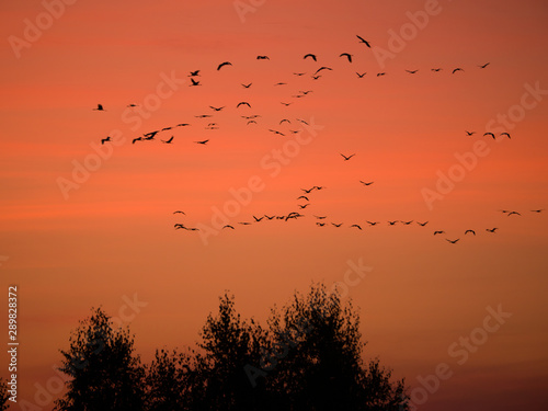 birds in sunset © kamil
