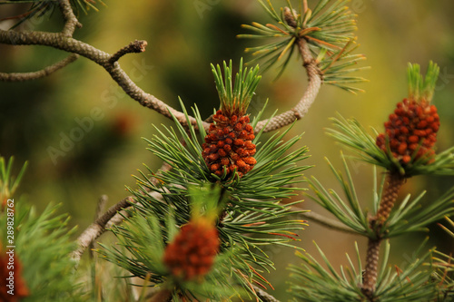 Flowering branches of pine, with cones and green needles on a blurred natural background