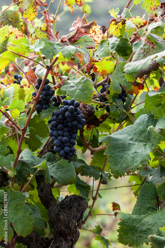 Grapes on the vine. Konavle. Dubrovnik