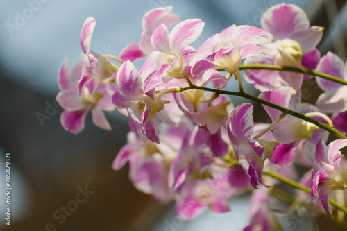 flower orchids pink purple for background