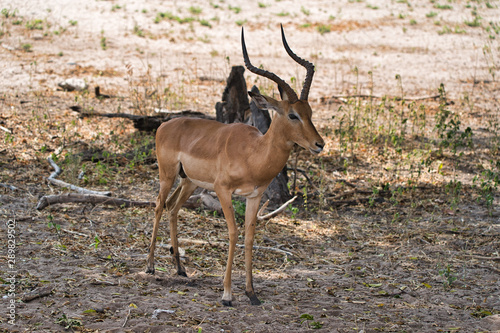 Antelope in Chobe safari park  Zimbabwe  Africa