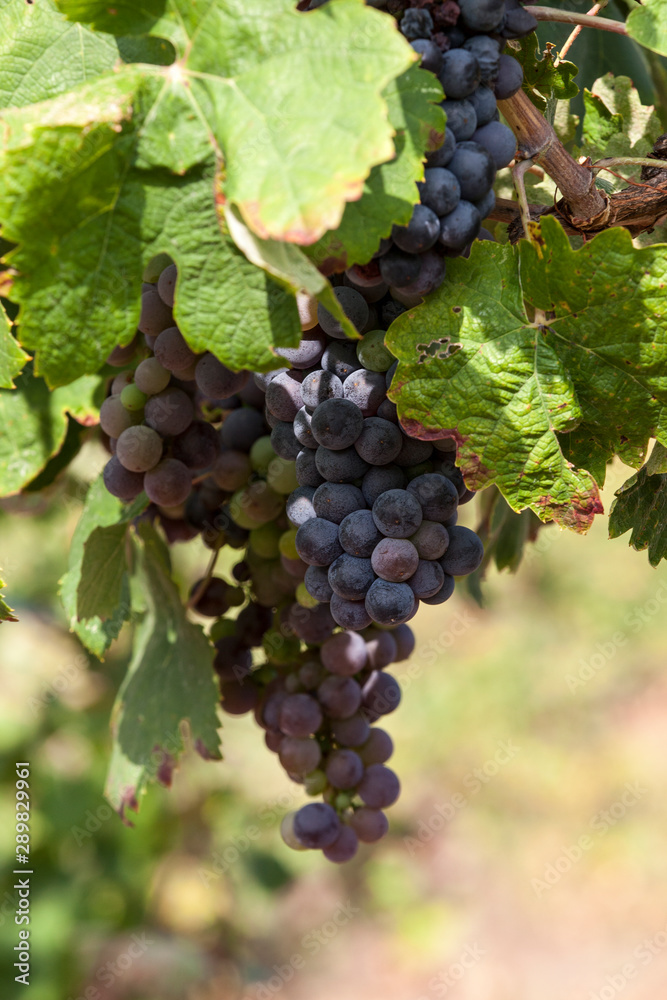 Grapes on the vine. Konavle. Dubrovnik