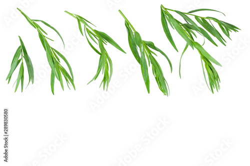 tarragon or estragon isolated on white background with copy space for your text. Artemisia dracunculus. Top view. Flat lay