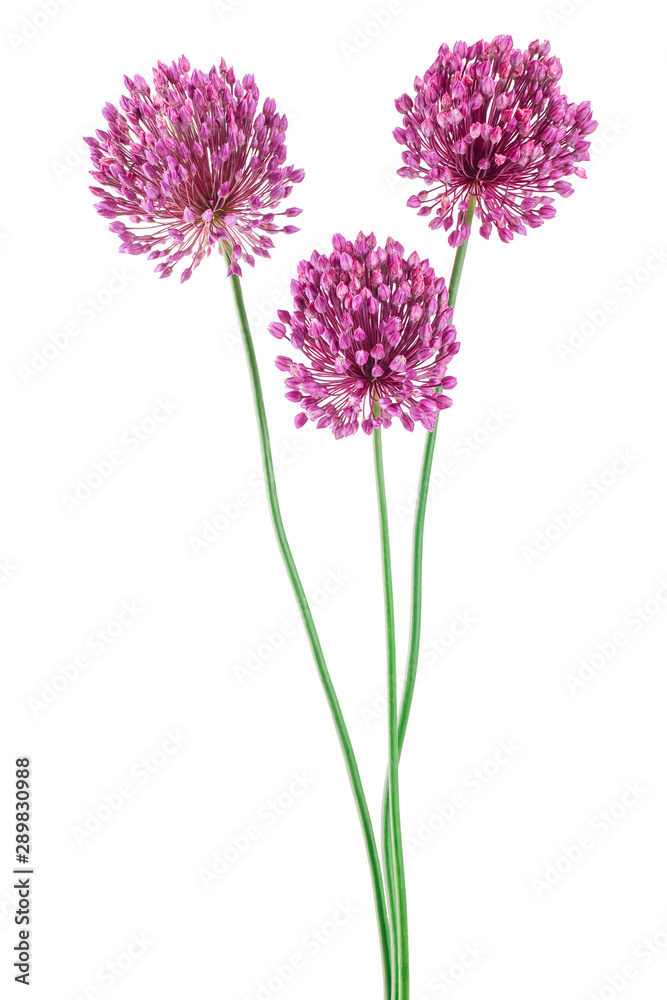 Obraz premium the flower of wild garlic isolated on white background.