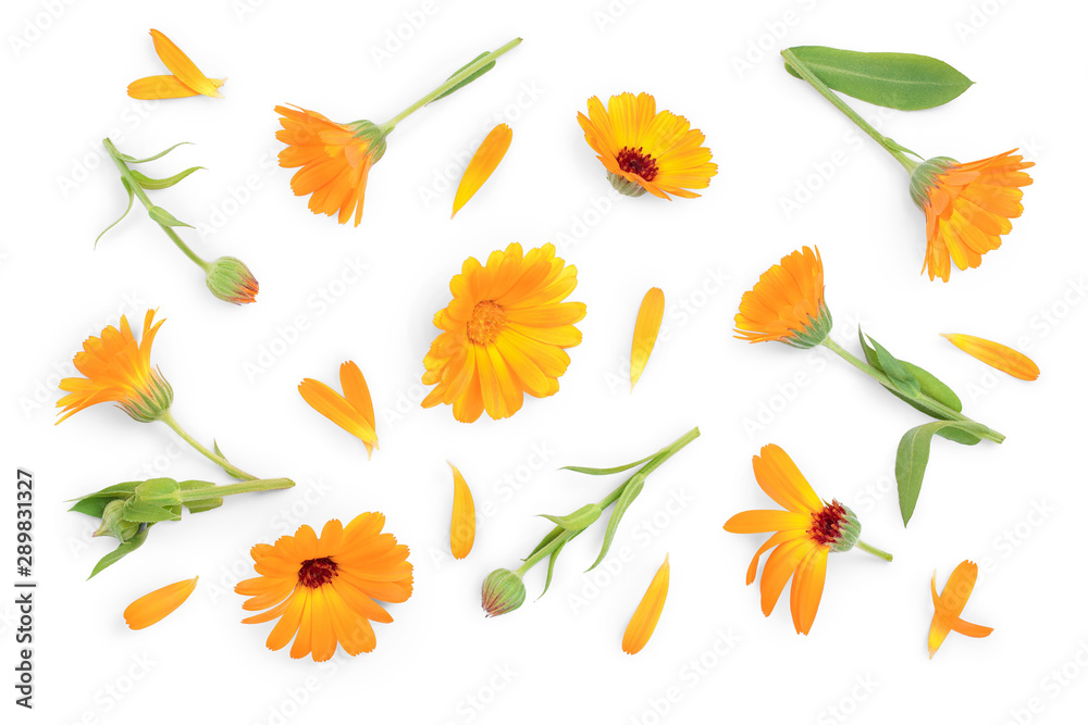 Calendula. Marigold flower isolated on white background. Top view. Flat lay pattern - obrazy, fototapety, plakaty 