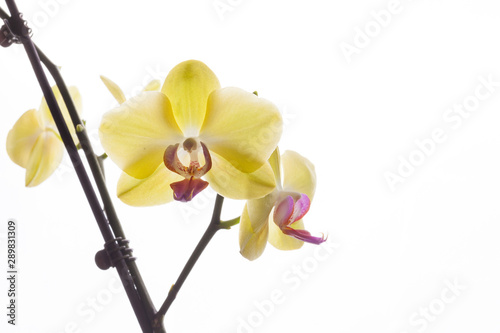 Orchid buds on a branch on a white background.