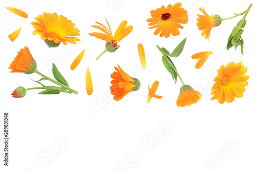 Fototapeta Naklejka Na Ścianę i Meble -  Calendula. Marigold flower isolated on white background with copy space for your text. Top view. Flat lay pattern