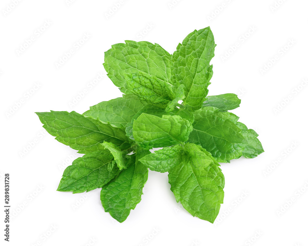 fresh mint leaves isolated on white background fresh mint leaves isolated on white background