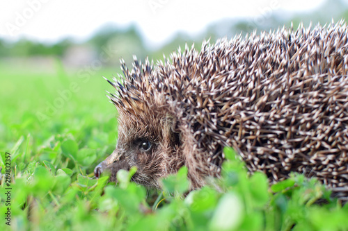 Hedgehog, wild animal with cute nose and eye close up on blurred background outdoors. Native European adult little hedgehog in green grass.