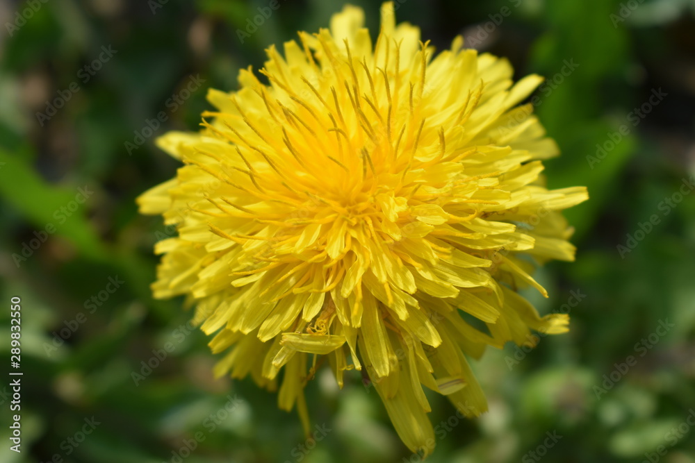 dandelion in grass dandelion in grass